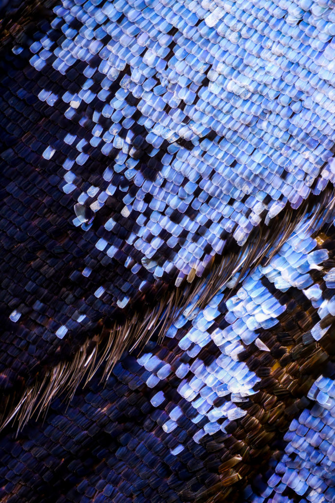 craiecraie-holographique-article